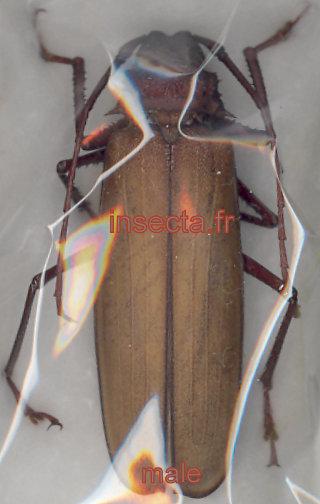 Macrotoma (Tersec) ergatoides male 50mm