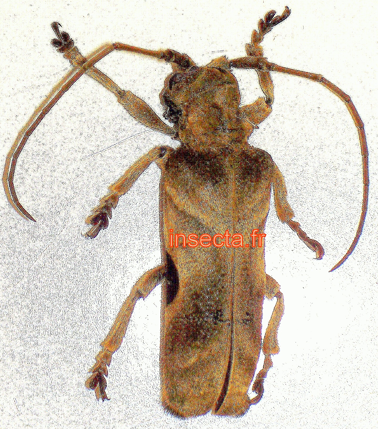 Thylactus insignis femelle