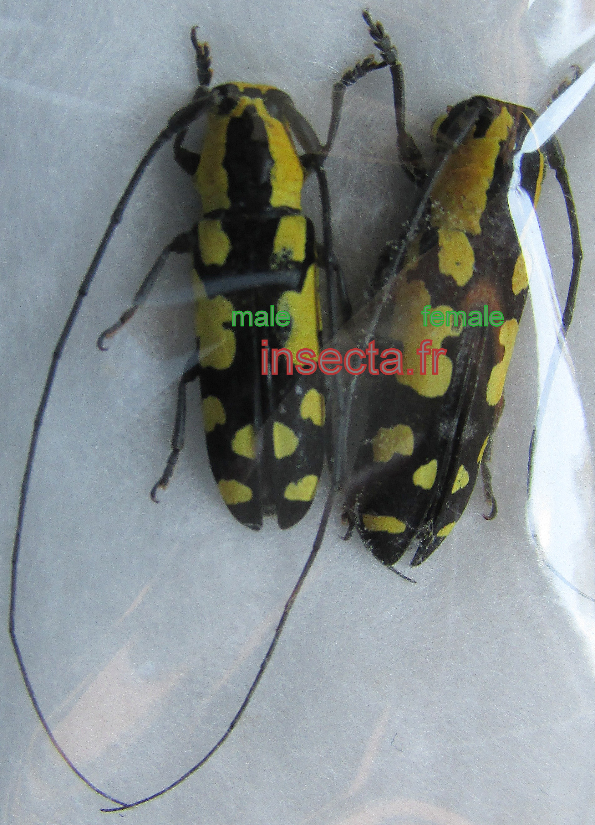 Tragocephala pretiosa / nobilis pretiosa femelle