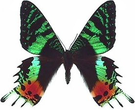 069-Uraniidae