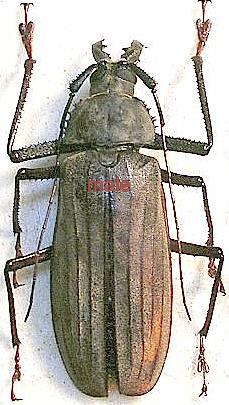 Xixuthrus microcerus lunicollis (=anguis) pair (male 107mm; femelle 92mm antenne droite incompl&egrave;te)