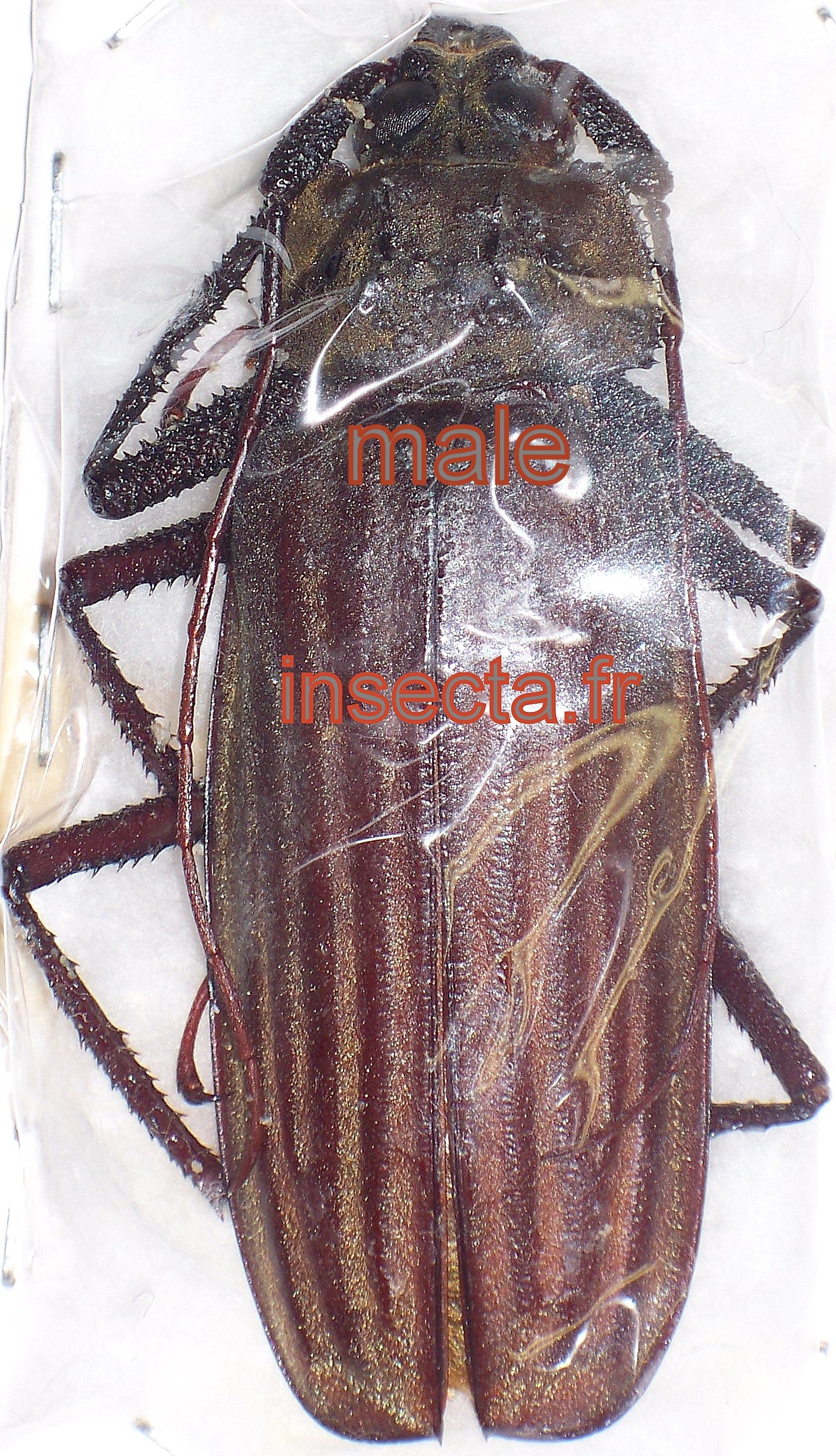 Xixuthrus microcerus lunicollis (=anguis) couple (m&acirc;le 107mm; femelle 92mm antenne droite incompl&egrave;te)