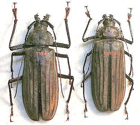 Xixuthrus microcerus lunicollis (=anguis) pair (male 107mm; femelle 92mm antenne droite incompl&egrave;te)
