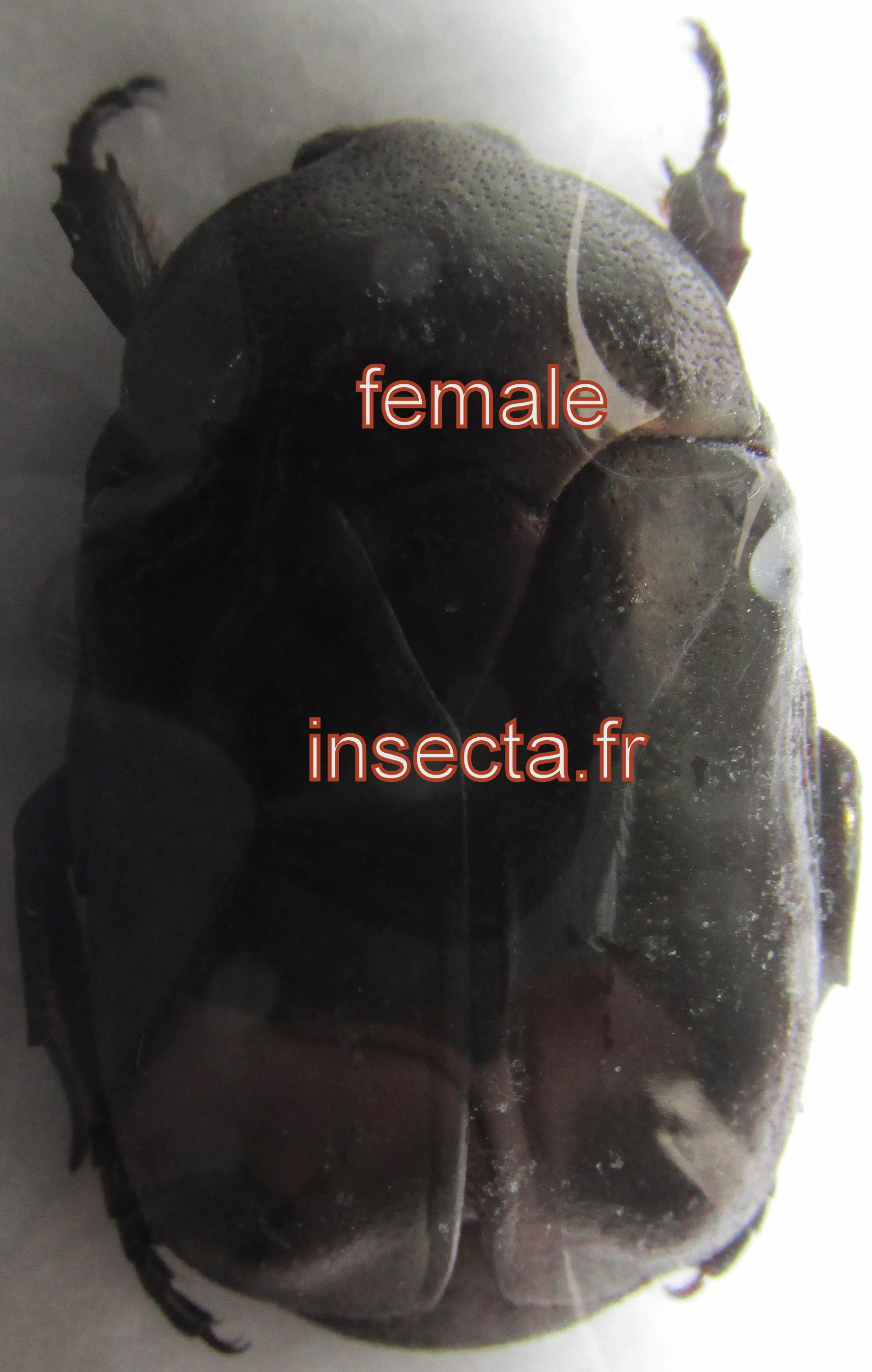 Chalcopharis hoyoisi femelle