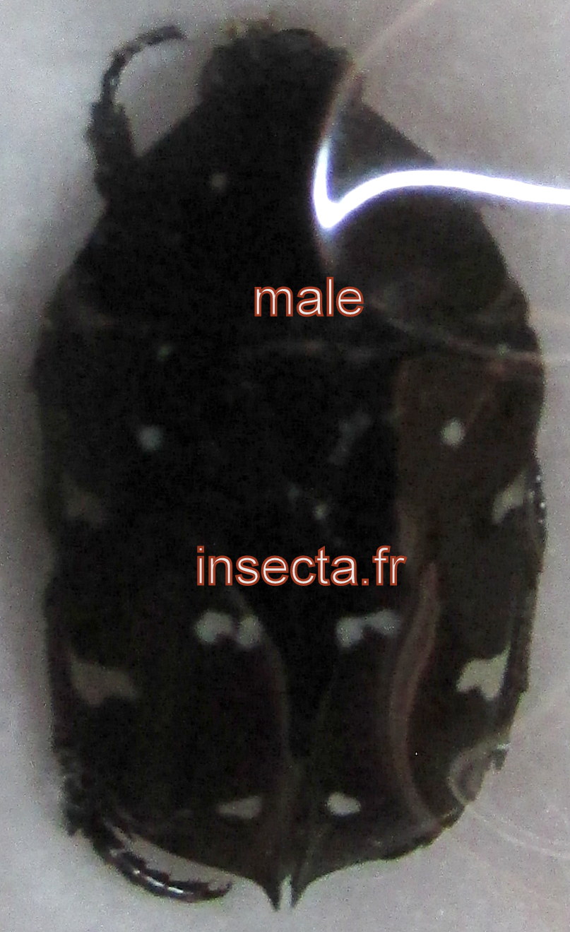 Glycyphana (Glycyphaniola) engganoensis m&acirc;le
