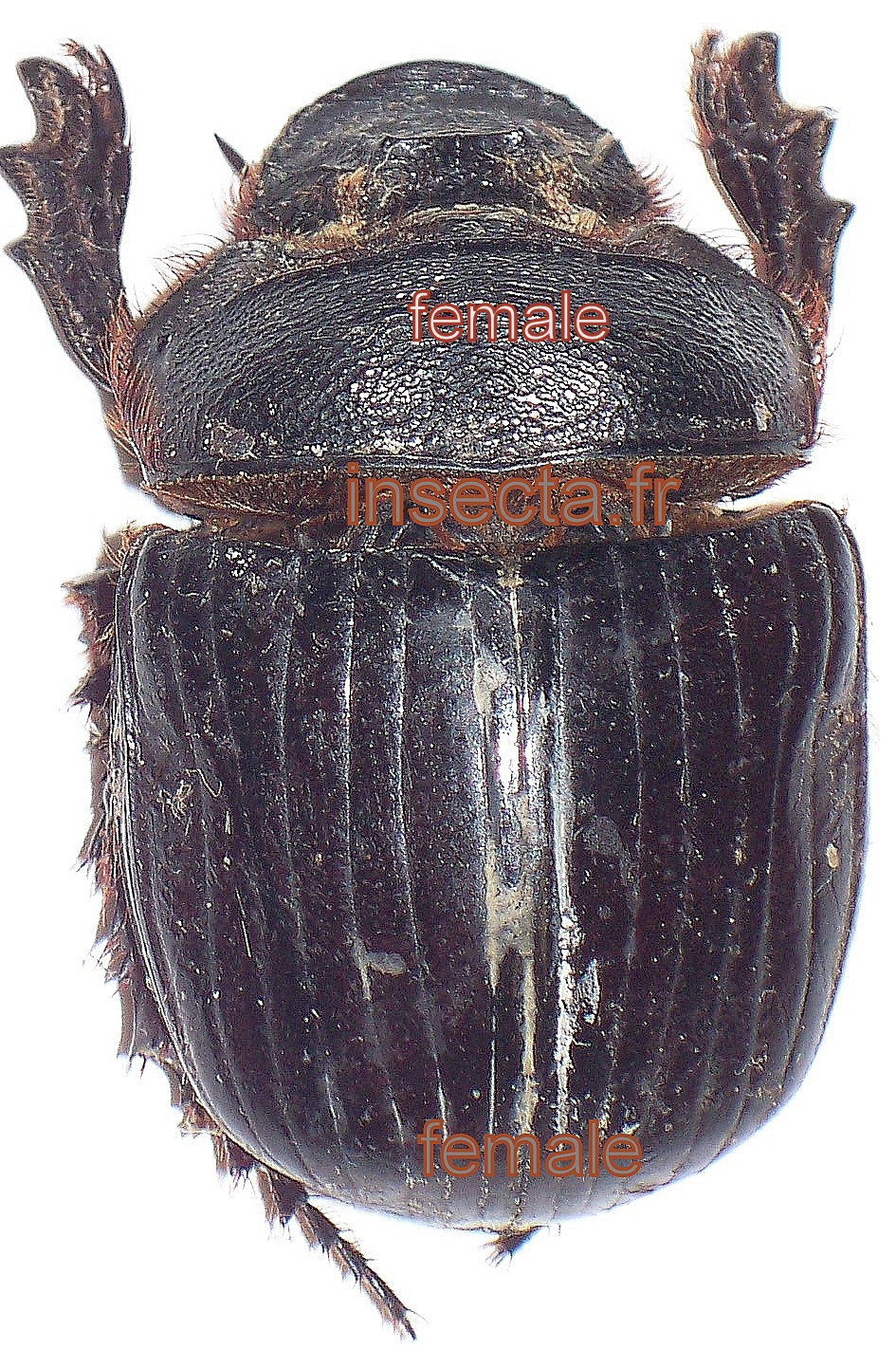 Heliocopris hamadryas femelle