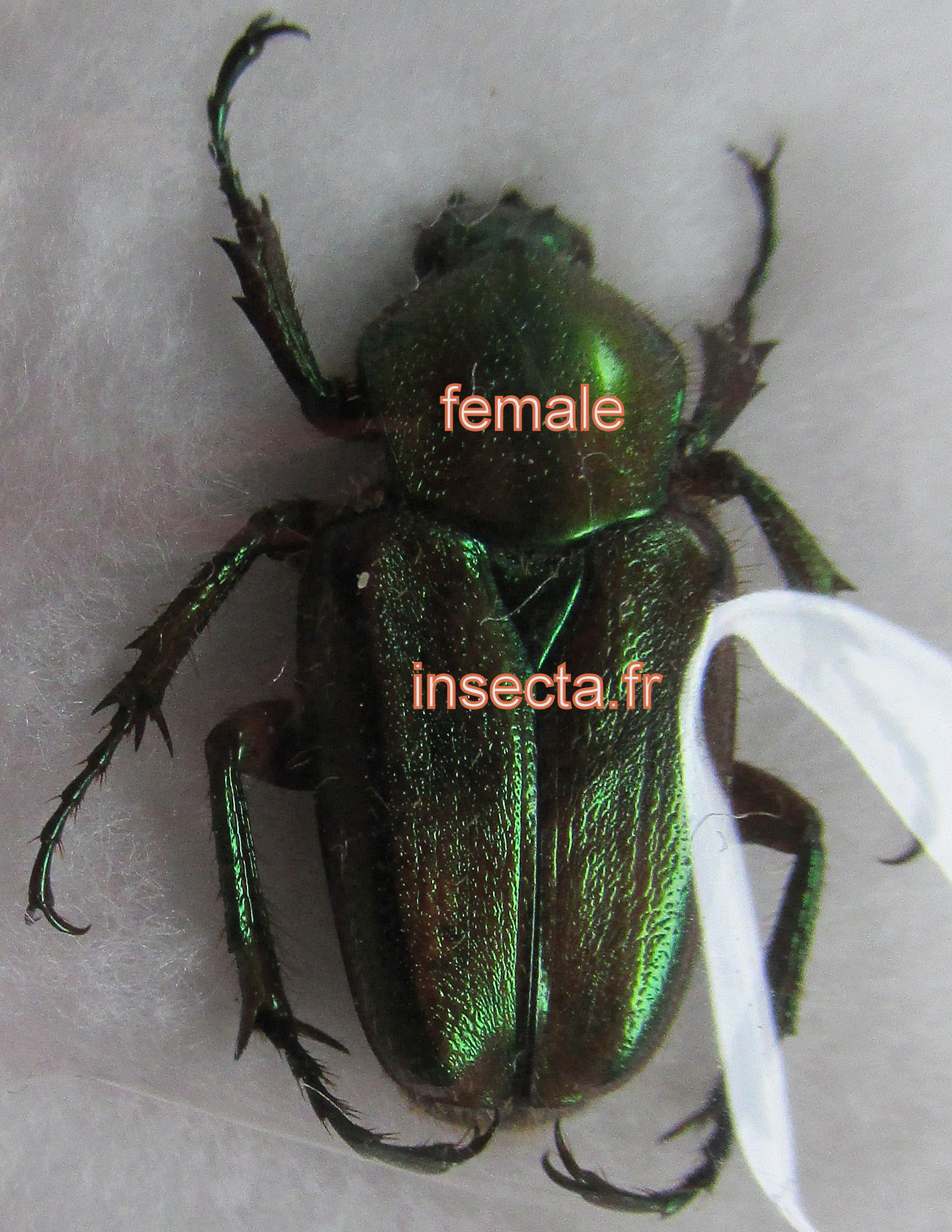 Hemiphaedimus inermis female