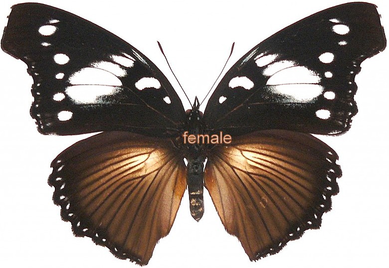 Hypolimnas dinarcha dinarcha female (1 antennae!)