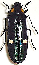 Megaloxantha bicolor assamensis femelle 73mm