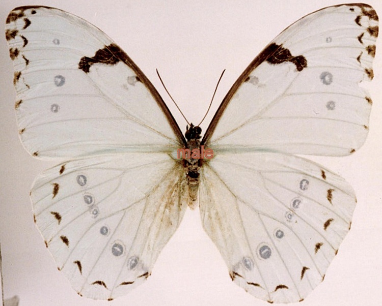 Morpho catenaria (epistrophus) argentinus efiguratta female