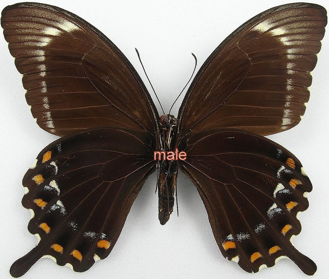 Papilio fuscus xenophilus m&acirc;le A2