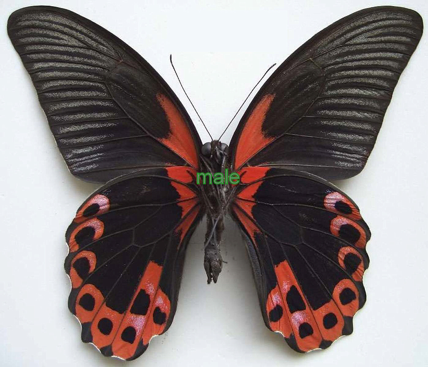 Papilio rumanzovia m&acirc;le