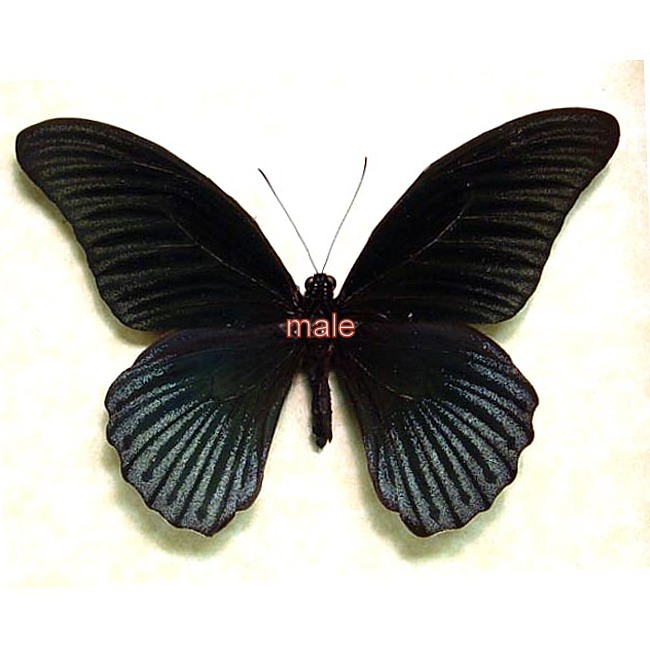 Papilio memnon crenata pair