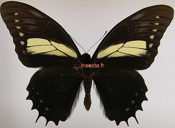 Papilio aristeus (nematius) ctesiades macho