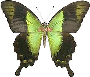 Papilio peranthus baweanus pair