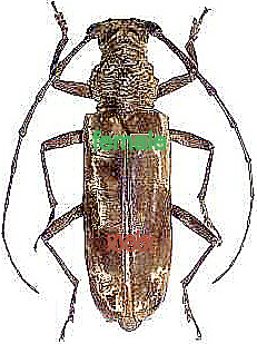 Pachydissus camerunicus male A-