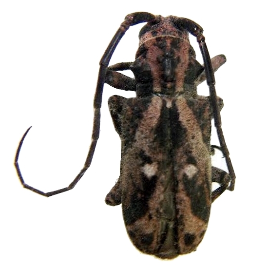 Phryneta coeca ssp. female