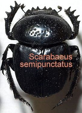 Scarabaeus semipunctatus