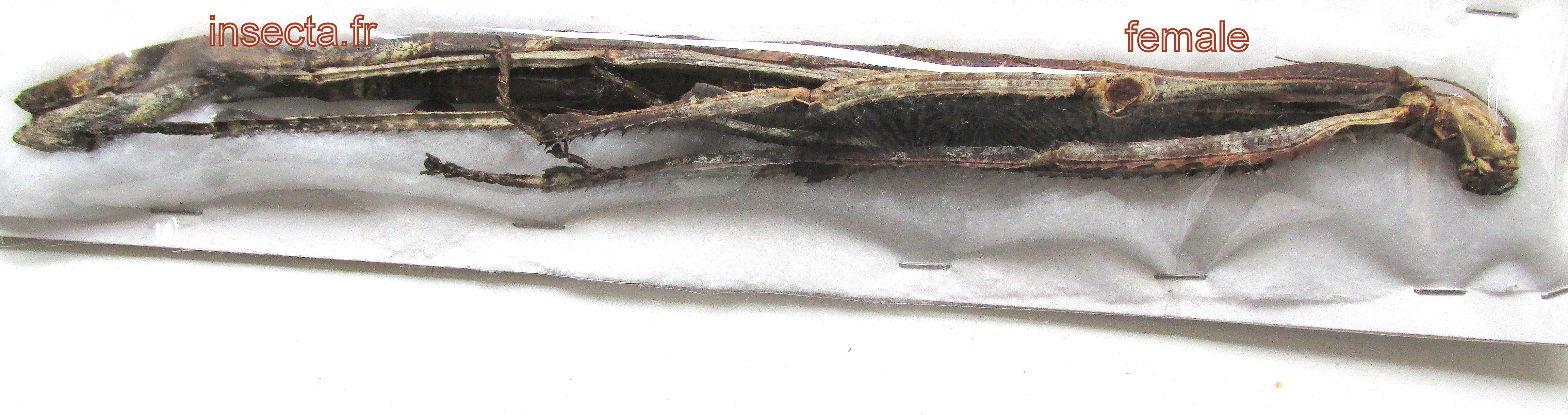 Tirachoidea westwoodi hembra 210mm