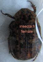 Poecilophila maculatissima femelle