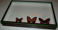 Boite entomologique museum 39cmx26cm hauteur 7,5cm deuxi&egrave;me main ( non exp&eacute;di&eacute;e, sans remise)