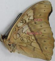 Cymothoe herminia male