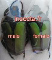 Eccoptocnemis (Caelorrhina) relucens seminigra macho