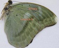 Euphaedra medon fraudata female