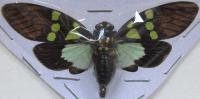Ganaea cheni (ailes ouvertes) envergure 70mm
