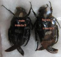 Ixorida (Mecinonota) mindanaoensis couple