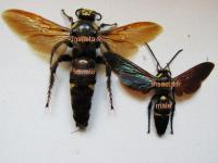 Megascolia procer couple (pr&eacute;par&eacute;, ailes ouvertes: femelle 68mm envergure 98mm; m&acirc;le 40mm envergure 70mm)