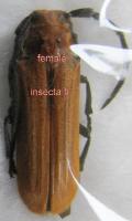 Nupserha ustulata femelle