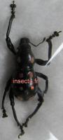 Pachyrrhynchus niticisi set 4 pcs A-