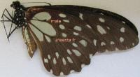 Papilio rex mimeticus m&acirc;le