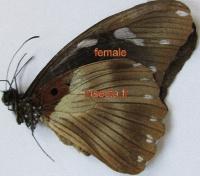 Papilio zoroastres joiceyi hembra