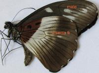 Papilio zoroastres joiceyi macho