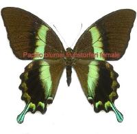 Papilio blumei fruhstorferi femelle (1 antenne s&eacute;par&eacute;e)
