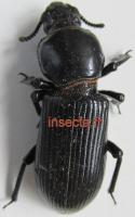 Passalidae specie (Didimus parastictus) negro