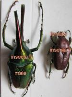 Theodosia waterstrandi couple(m&acirc;le g&eacute;ant; femelle rouge A-)