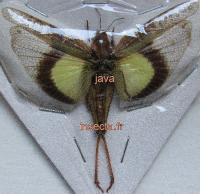 Gastrimargus africanus parvulus hembra (alas abiertas lapso78mm)