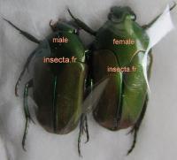 Lomaptera bicolorata couple (Mapia)