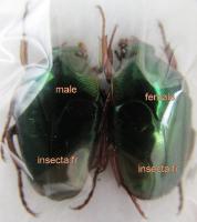 Lomaptera burgeoni femelle A-