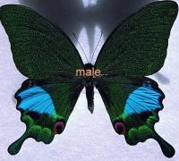 Papilio karna karna macho