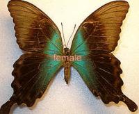 Papilio peranthus peranthus Hembra A1/A-