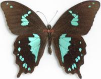 Papilio epiphorbas m&acirc;le