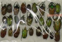 Cetoniidae m&eacute;lange 26 pieces A-/A2 Zaire. Zambia Zimbabwe