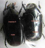 Thaumastopeus cupripes femelle forma noire