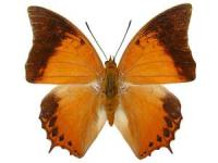 Charaxes affinis affinis male A-