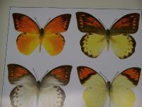 Butterflies of the world (Pieridae I- text)