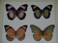 Butterflies of the world NymphalidaeIII (Euphaedra)